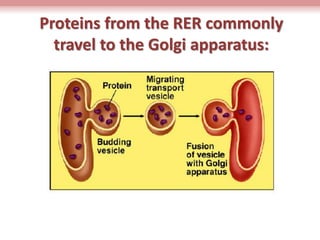 The Story of Endoplasmic Reticulums (ER) 
Here are the points of ER for easy comprehension: 
1. There are 2 ER in cells - ...