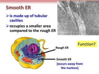 2. The function of ribosomes are to synthesize 
proteins. 
The rough ER will carry the proteins. 
 