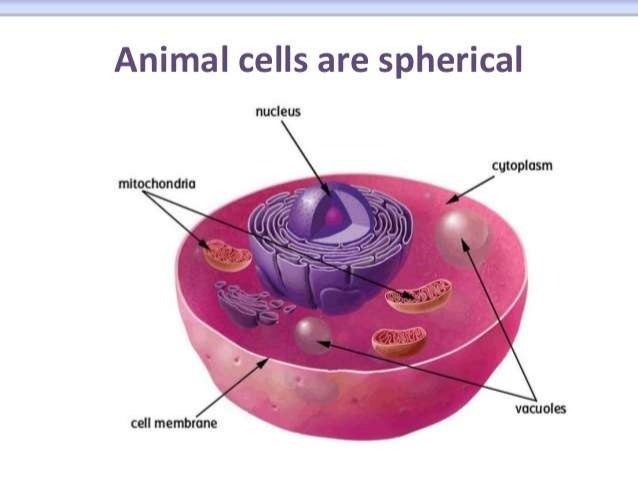 BIOLOGY FORM 4 CHAPTER 2 PART 1 - CELL STRUCTURE