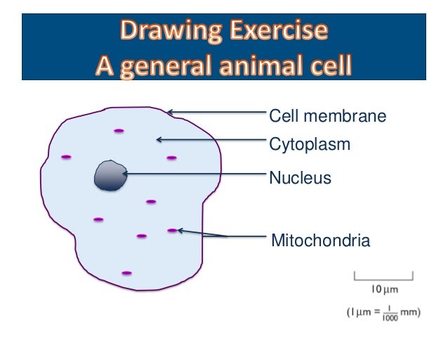 chloroplast mitochondria venn diagram rome fontanacountryinn com chloroplast mitochondria venn diagram