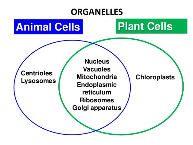 chloroplast and mitochondria venn diagram under fontanacountryinn com venn diagram of chloroplasts and mitochondria