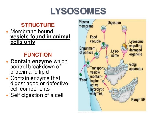 Dna structure and function essay