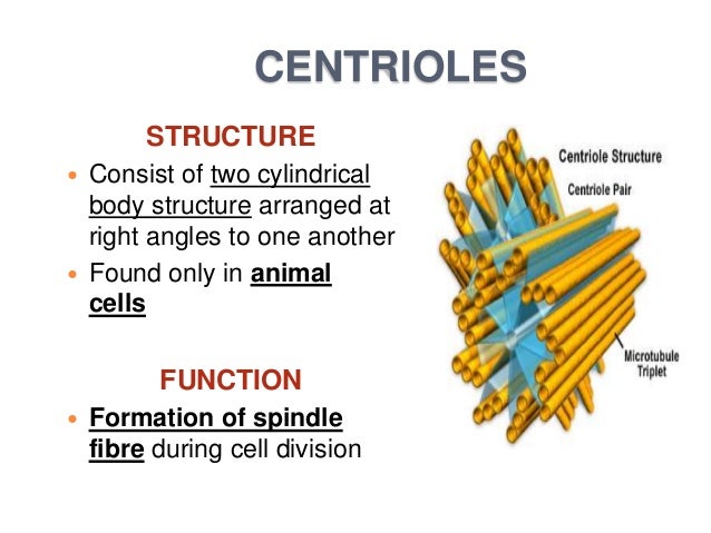 Illustration The Structure And Function Of Active