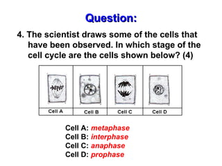 QQuueessttiioonn:: 
4. The scientist draws some of the cells that 
have been observed. In which stage of the 
cell cycle are the cells shown below? (4) 
Cell A: metaphase 
Cell B: interphase 
Cell C: anaphase 
Cell D: prophase 
 