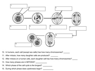 10. In humans, each cell (except sex cells) has how many chromosomes? ______ 
11. After mitosis, how many daughter cells are produced? _______ 
12. After mitosis (in a human cell), each daughter cell has how many chromosomes? _____ 
13. How many phases are in MITOSIS? ___________ 
14. Which phase of the cell cycle is the longest? _________ 
15. During which phase does cytokinesis begin? __________ 
 