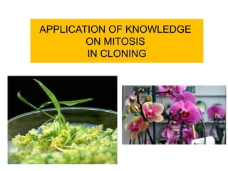 APPLICATION OF KNOWLEDGE 
ON MITOSIS 
IN CLONING 
 