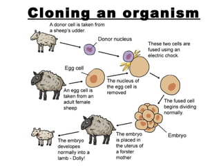 Cloning an organism 
 
