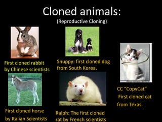 Cloned animals: 
(Reproductive Cloning) 
First cloned rabbit 
by Chinese scientists 
First cloned horse 
by Italian Scientists 
Snuppy: first cloned dog 
from South Korea. 
CC “CopyCat” 
First cloned cat 
from Texas. 
Ralph: The first cloned 
rat by French scientists 
 