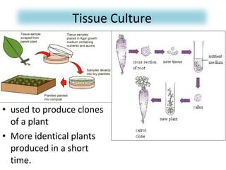 Tissue Culture 
• used to produce clones 
of a plant 
• More identical plants 
produced in a short 
time. 
 