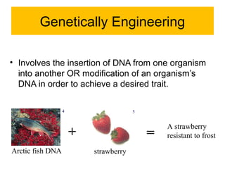 Genetically Engineering 
• Involves the insertion of DNA from one organism 
into another OR modification of an organism’s 
DNA in order to achieve a desired trait. 
+ A strawberry 
= resistant to frost 
4 5 
Arctic fish DNA strawberry 
 