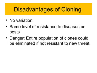 Disadvantages of Cloning 
• No variation 
• Same level of resistance to diseases or 
pests 
• Danger: Entire population of clones could 
be eliminated if not resistant to new threat. 
 