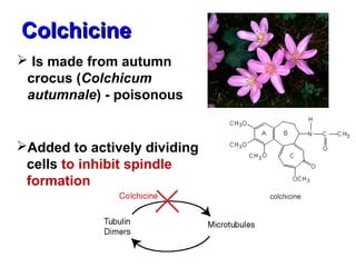CCoollcchhiicciinnee 
 Is made from autumn 
crocus (Colchicum 
autumnale) - poisonous 
Added to actively dividing 
cells to inhibit spindle 
formation 
 