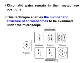 Chromatid pairs remain in their metaphase 
positions 
This technique enables the number and 
structure of chromosomes to be examined 
under the microscope 
 