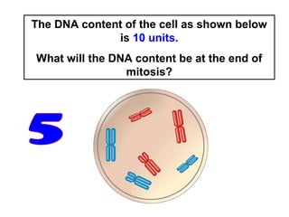 The DNA content of the cell as shown below 
is 10 units. 
What will the DNA content be at the end of 
mitosis? 
 
