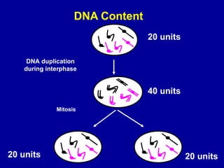 DNA Content 
DNA duplication 
during interphase 
Mitosis 
20 units 
40 units 
20 units 20 units 
