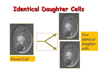 IIddeennttiiccaall DDaauugghhtteerr CCeellllss 
PPaarreenntt CCeellll 
TTwwoo 
iiddeennttiiccaall 
ddaauugghhtteerr 
cceellllss 
 