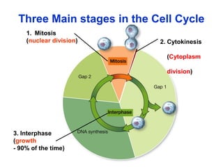 Three Main stages in the Cell Cycle 
3. Interphase 
(growth 
- 90% of the time) 
2. Cytokinesis 
(Cytoplasm 
division) 
1. Mitosis 
(nuclear division) 
 