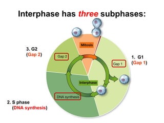 Interphase has three subphases: 
3. G2 
(Gap 2) 
2. S phase 
(DNA synthesis) 
1. G1 
(Gap 1) 
 