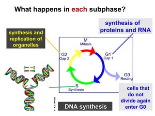 What happens in each subphase? 
synthesis and 
replication of 
organelles 
synthesis of 
proteins and RNA 
DDNNAA ssyynntthheessiiss 
cells that 
do not 
divide again 
enter G0 
 
