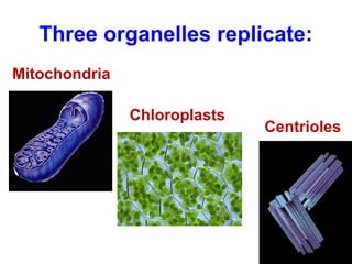 Three organelles replicate: 
Mitochondria 
Chloroplasts 
Centrioles 
 