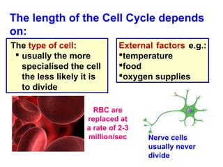 The length of the Cell Cycle depends 
on: 
The type of cell: 
 usually the more 
specialised the cell 
the less likely it is 
to divide 
External factors e.g.: 
temperature 
food 
oxygen supplies 
RBC are 
replaced at 
a rate of 2-3 
million/sec Nerve cells 
usually never 
divide 
 