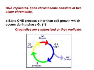 DNA replicates. Each chromosome consists of two 
sister chromatids. 
b)State ONE process other than cell growth which 
occurs during phase G2. (1) 
Organelles are synthesised or they replicate. 
 