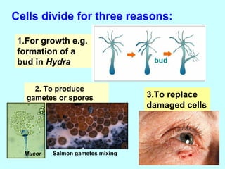 Cells divide for three reasons: 
1.For growth e.g. 
formation of a 
bud in Hydra 
2. To produce 
gametes or spores 
3.To replace 
damaged cells 
Mucor Salmon gametes mixing 
 