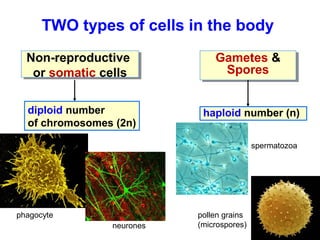 TWO types of cells in the body 
Non-reproductive 
or somatic cells 
Non-reproductive 
or somatic cells 
Gametes & 
Spores 
Gametes & 
Spores 
diploid number 
of chromosomes (2n) 
phagocyte 
neurones 
haploid number (n) 
spermatozoa 
pollen grains 
(microspores) 
 