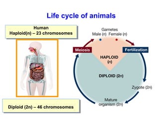 Life cycle of animals 
Human 
Human 
Haploid(n) – 23 chromosomes 
Haploid(n) – 23 chromosomes 
Diploid Diploid ((22nn)) – – 4 466 c chhrroommoossoommeess 
 