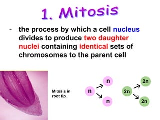 - the process by which a cell nucleus 
divides to produce two daughter 
nuclei containing identical sets of 
chromosomes to the parent cell 
Mitosis in 
root tip 
 