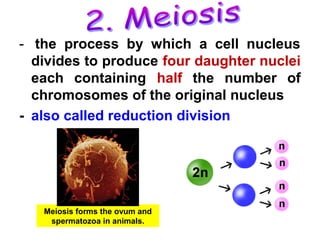- the process by which a cell nucleus 
divides to produce four daughter nuclei 
each containing half the number of 
chromosomes of the original nucleus 
- also called reduction division 
Meiosis forms the ovum and 
spermatozoa in animals. 
 