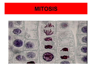 MITOSIS 
 