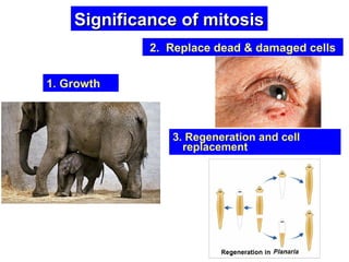 SSiiggnniiffiiccaannccee ooff mmiittoossiiss 
3. Regeneration and cell 
replacement 
1. Growth 
2. Replace dead & damaged cells 
 