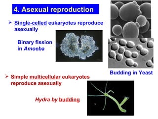 Binary fission 
in Amoeba 
Budding in Yeast 
4. Asexual reproduction 
 Single-celled eukaryotes reproduce 
asexually 
 Simple multicellular eukaryotes 
reproduce asexually 
Hydra by budding 
 