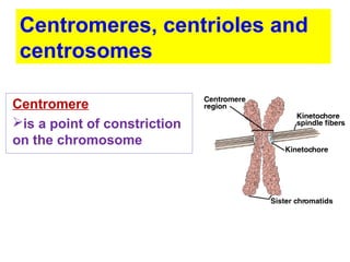Centromeres, centrioles and 
centrosomes 
Centromere 
is a point of constriction 
on the chromosome 
 