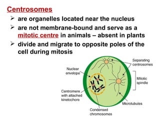 Centrosomes 
 are organelles located near the nucleus 
 are not membrane-bound and serve as a 
mitotic centre in animals – absent in plants 
 divide and migrate to opposite poles of the 
cell during mitosis 
 
