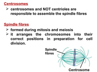 Centrosomes 
 centrosomes and NOT centrioles are 
responsible to assemble the spindle fibres 
Spindle fibres 
 formed during mitosis and meiosis 
 it arranges the chromosomes into their 
correct positions in preparation for cell 
division. 
Spindle 
fibres 
 
