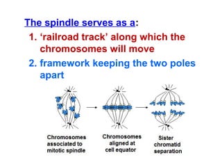 The spindle serves as a: 
1. ‘railroad track’ along which the 
chromosomes will move 
2. framework keeping the two poles 
apart 
 