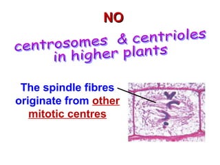 NNOO 
The spindle fibres 
originate from other 
mitotic centres 
 
