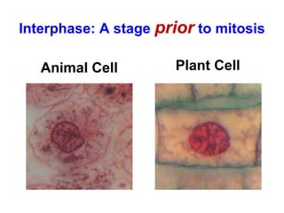 Interphase: A stage prior to mitosis 
Animal Cell 
Plant Cell 
 