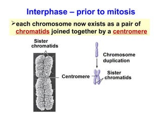 Interphase – prior to mitosis 
each chromosome now exists as a pair of 
chromatids joined together by a centromere 
 