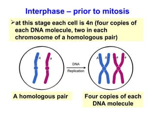 Interphase – prior to mitosis 
at this stage each cell is 4n (four copies of 
each DNA molecule, two in each 
chromosome of a homologous pair) 
A homologous pair Four copies of each 
DNA molecule 
 
