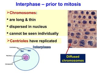 Interphase – prior to mitosis 
Chromosomes: 
 are long & thin 
 dispersed in nucleus 
 cannot be seen individually 
Centrioles have replicated 
Diffused 
chromosomes 
 