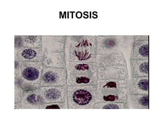MITOSIS 
 