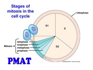 G1 
S 
telophase 
anaphase 
metaphase 
prophase 
Mitosis G2 
interphase 
Stages of 
mitosis in the 
cell cycle 
 