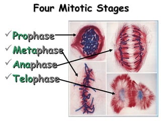 FFoouurr MMiittoottiicc SSttaaggeess 
PPrroopphhaassee 
MMeettaapphhaassee 
AAnnaapphhaassee 
TTeelloopphhaassee 
 