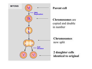 Parent cell 
Chromosomes are 
copied and double 
in number 
Chromosomes 
now split 
2 daughter cells 
identical to original 
 