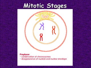 52 
MMiittoottiicc SSttaaggeess 
 