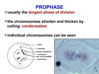 PROPHASE 
usually the longest phase of division 
the chromosomes shorten and thicken by 
coiling: condensation 
individual chromosomes can be seen 
 
