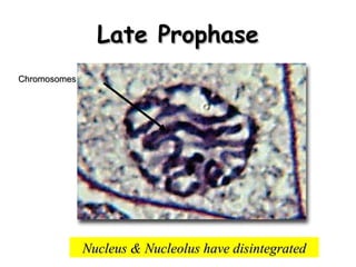 LLaattee PPrroopphhaassee 
NNuucclleeuuss && NNuucclleeoolluuss hhaavvee ddiissiinntteeggrraatteedd 
CChhrroommoossoommeess 
 